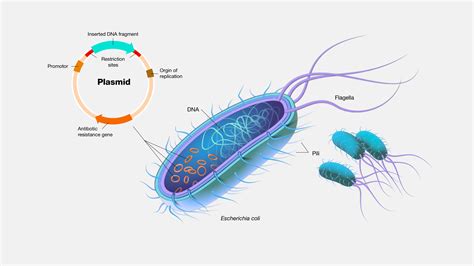 Plasmid.