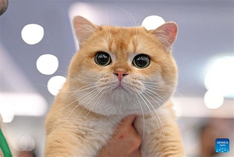 kcats.